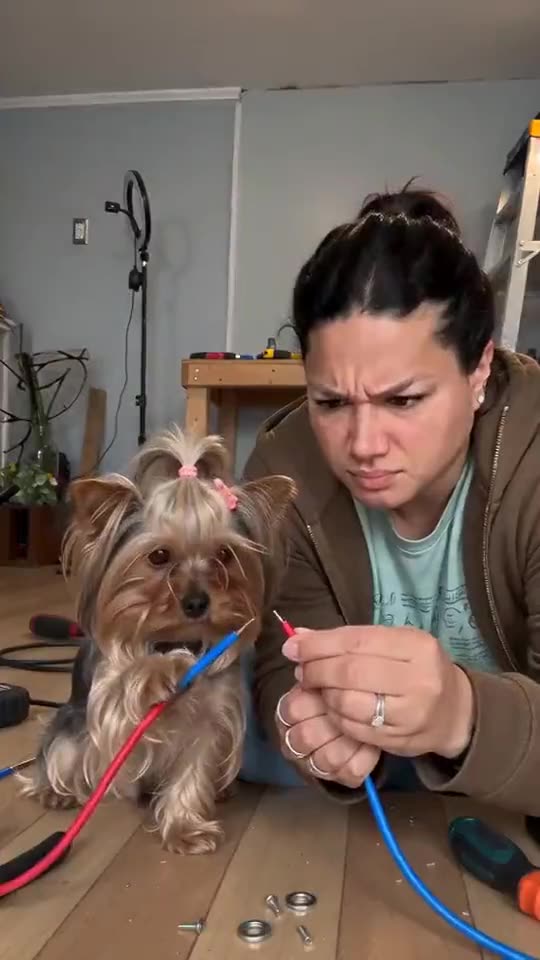 Electric Shock Meme AI: You, Your Dog, Two Wires and Sooty Hair — AI meme template preview