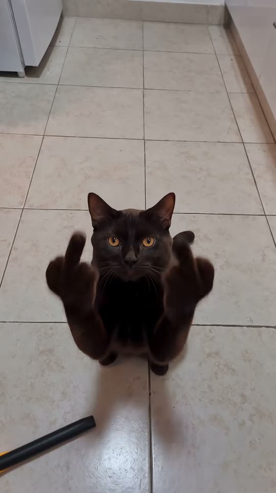 Cat Middle Finger: Make Your Pet Flip Off the Camera — AI meme template preview