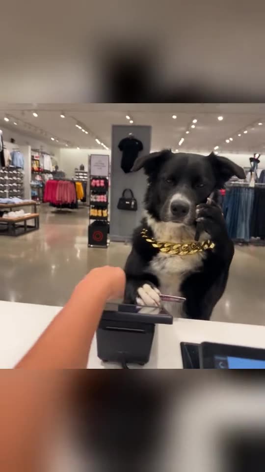 Chat GTT Lookin' Ahh AI: You or Your Pet in the Card Declined Meme Tutorial — RemixMeme Guide