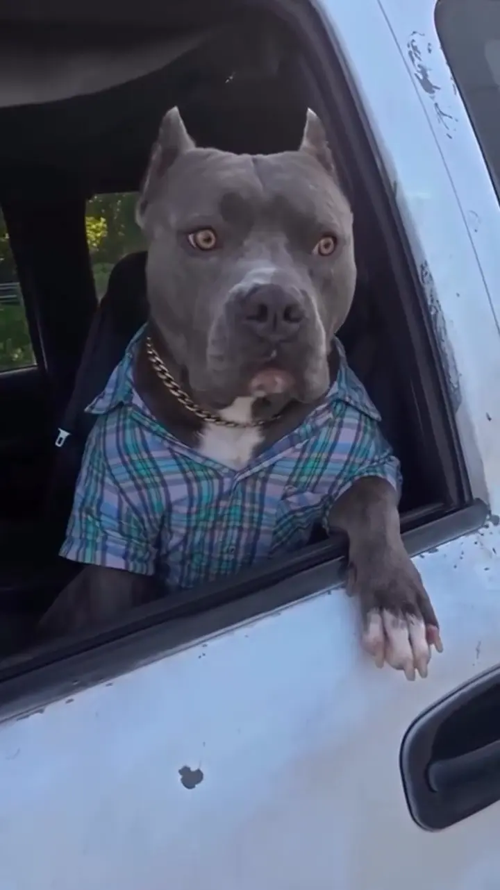 Turn Your Photo Into a Hit the Road Dude AI Video