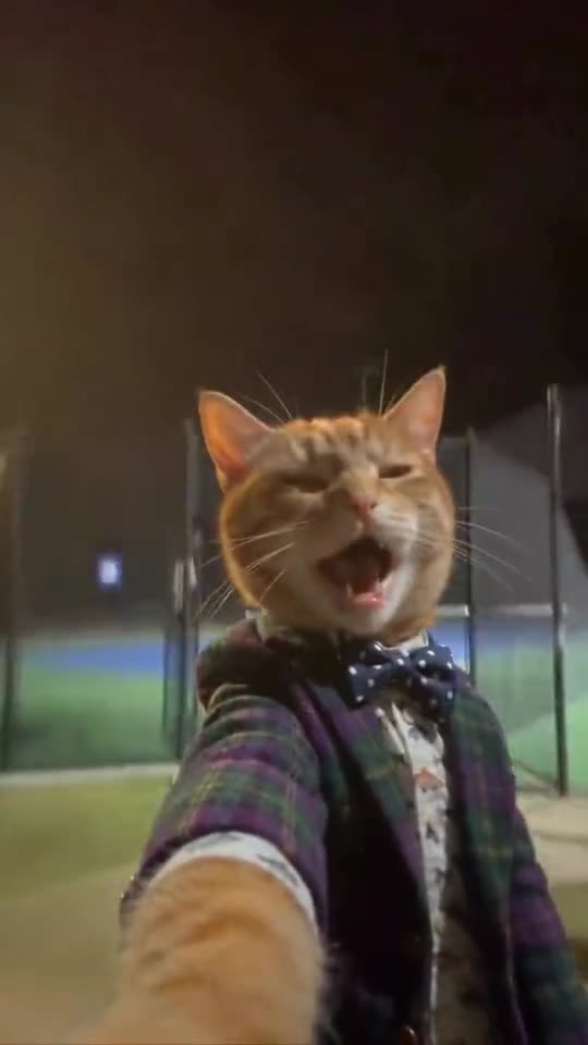 I Wanna Love You Cat Trend: Your Pet Sings the Viral AI Selfie — AI meme template preview