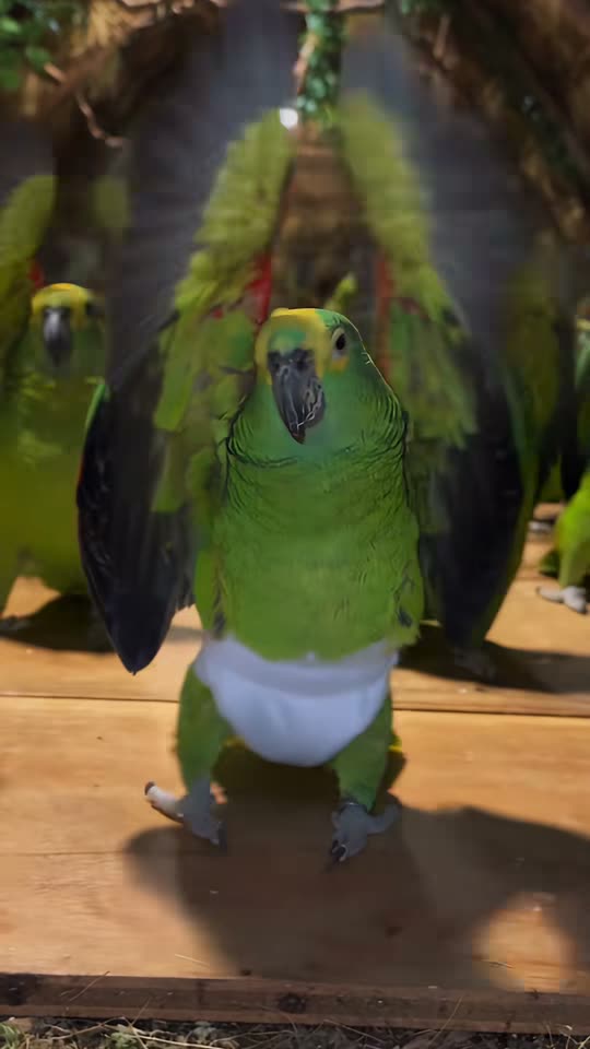 Parrot Dance AI: Your Pet Leads the Dancing Parrots — AI meme template preview