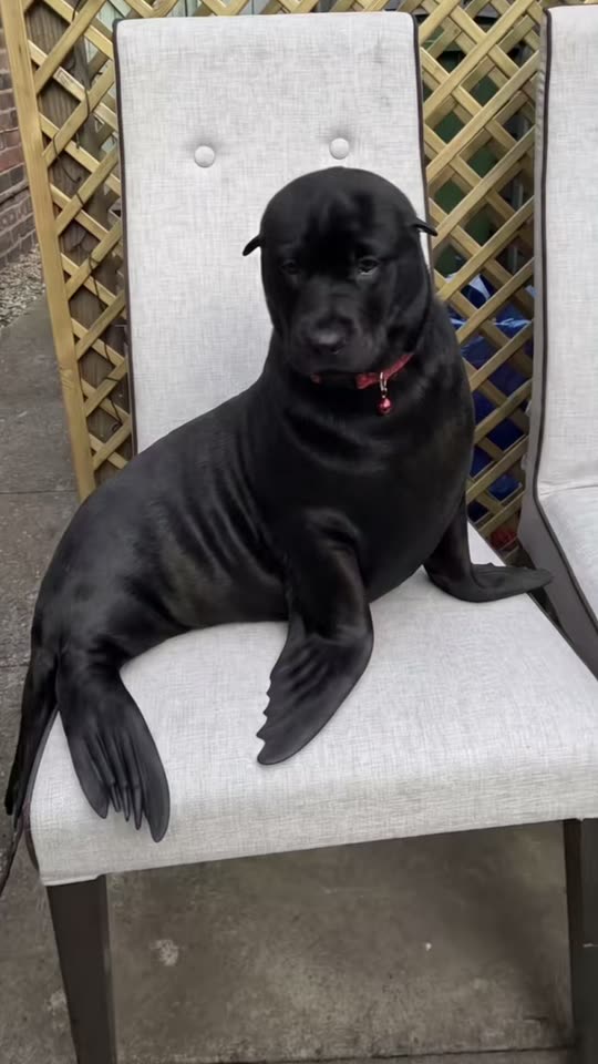 Seal Filter: Turn Your Dog or Cat Into a Chubby Seal — AI meme template preview