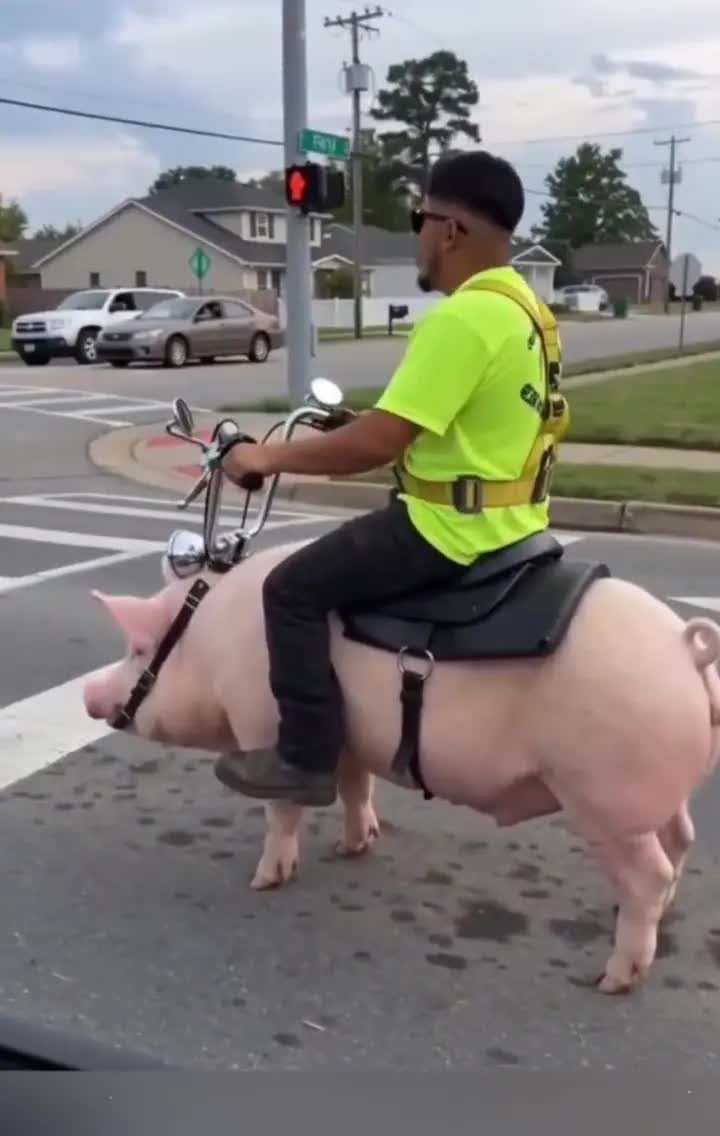 How to Make the Pig Riding Crosswalk Video From One Photo