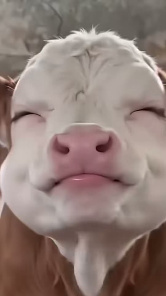 Shaking Head Trend: Your Pet's Smug, Slow Head Shake From One Photo — AI meme template preview