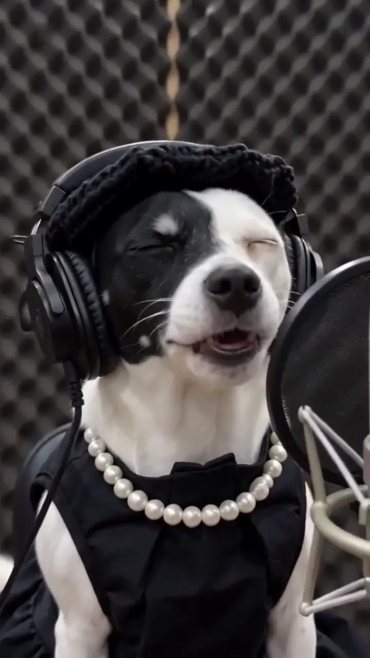 Singing Pets AI Video Tutorial — RemixMeme Guide