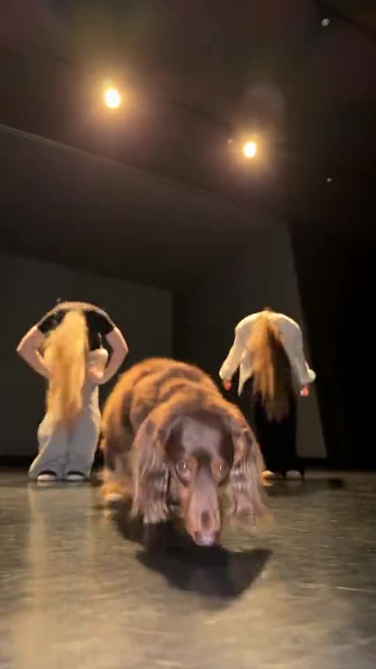 Single Ladies Dog Dance: Your Pet Takes Center Stage — AI meme template preview