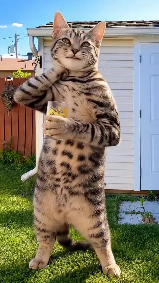 The Jawn Dance: Wait for the Drop From One Photo — AI meme template preview